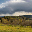 Vallon planté de noyers entre Croix-Petite et Composieux