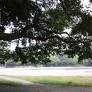 竹林の日陰から川を望む