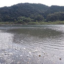 川辺の風景です