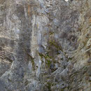 Nordwand, nur schwach erkennbar ist hier die Faltung, Foto: E. Klein