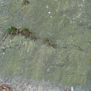 Drifthölzer auf Schichtfläche, Foto: E. Klein