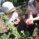 Erntezeit - frische Beeren