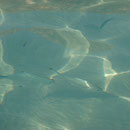 L'Isola dei Conigli