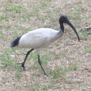 Ein Ibisvogel im Belmore Park
