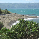 Buchtpanorama von Wellington