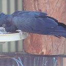 Ein Papagei im Featherdale Wildlife Park