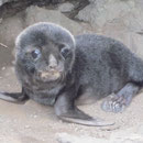 Seehundbaby