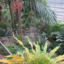 Verschiedene Pflanzen im Tropenhaus des Royal Botanic Gardens in Sydney