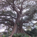 Besonderer, uralter Baum im Royal Botanic Garden in Sydney I