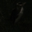 Pinguin bei Nacht am Ufer bei Oamaru