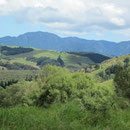 Landschaftsblick zwischen Paihia und Hamilton