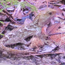 Ein Tuatara