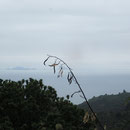 Landschaftsblick zwischen Rotorua und der Coromandel-Halbinsel