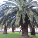 Palmen an einer Kreuzung nahe des Botanischen Gartens Sydneys
