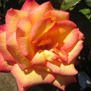 bluehende Rose im Botanischen Garten