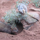 Wombat und Felsenkaenguru im WildlifeWorld in Sydney