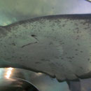 Ein Rochen im OceanWorld in Manly