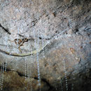 Ein Gluehwurm in der Tropfsteinhoehle