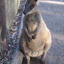 Ein aufrechtes Kaenguru im Featherdale Wildlife Park