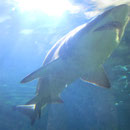 Ein Hai im Aquarium Sydney II