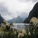 Blick in den Milford Sound von Milford