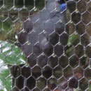 Ein Kokako