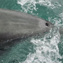 Delfin ganz nah