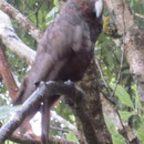 Ein Kaka