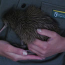 Ein 22 Tage altes Kiwi-Baby
