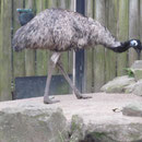 Ein Emu in Taronga Zoo Sydney