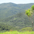 Landschaftsblick zwischen Auckland und Cape Reinga II