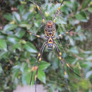 Eine grosse Spinne in einem Baum in unserer Strasse