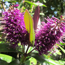 neuseelaendische Blume