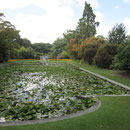 Der Seerosenteich im Garten der Familie Mona Vale in Christchurch