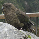 Ein Kea im Arthur's Pass Nationalpark