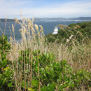 Suedende von Somes Island