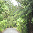 Nationalpark zwischen Paihia und Hamilton