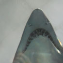 Ein Hai im Aquarium Sydney I