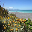 Blick auf Kaikoura Beach