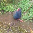Ein Takahe