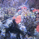 Korallen im Aquarium Sydney II