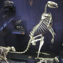 Kaenguru-Skelett im Australian Museum in Sydney