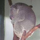 Ein schlafender Koalabaer im Featherdale Wildlife Park