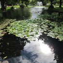 Seerosenteich im Botanischen Garten von Queenstown