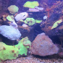 Korallen im Aquarium Sydney I
