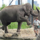 Ein Elefant bei der Elefanten-Vorfuehrung in Taronga Zoo Sydney