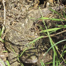 Ein Tuatara