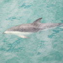 Ein Delfin