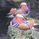 Enten in Taronga Zoo Sydney