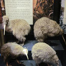 Ausgestopfte Kiwis